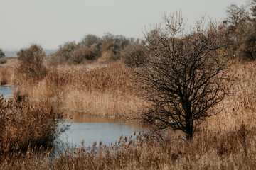 Lonely tree on banks of reed-covered pond