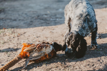 Russian spaniel and pheasant killed by hunter