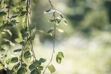 Background image of birch branches in the sun.
