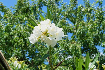 White Nerium Oleander in front of a blue sky; Apocynaceae