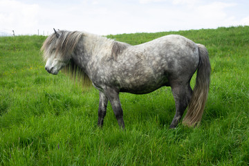 Obraz premium Islandpferd bei Schlehdorf