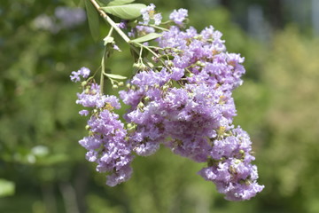 A closeup on a branch of crepe myrtle