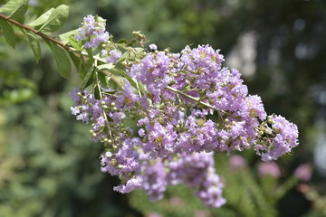 A closeup on a branch of crepe myrtle