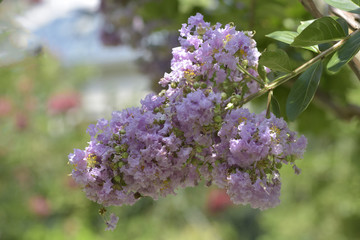 Obraz premium A closeup on a branch of crepe myrtle