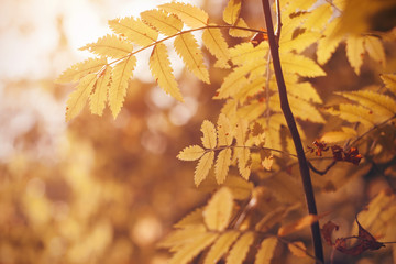 Naklejka na ściany i meble Yellowed carved leaves of rowan lit by sunlight, in warm autumn time september.