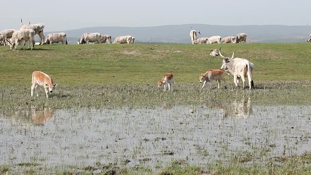 cows and calves drink water on the river