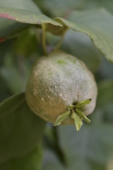 Growing quince fruit