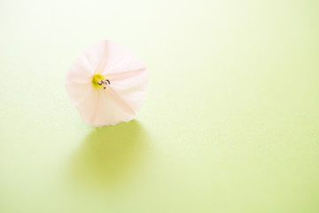 one small opened bud tender flower on the lime green paper