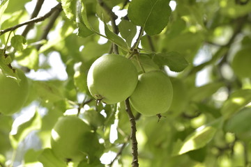 growing green apple on a tree