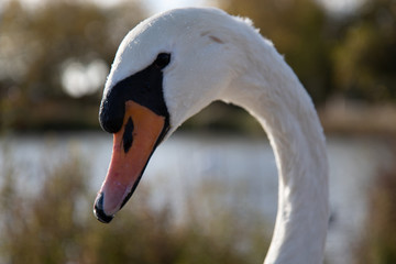 Obraz premium swans on the lake 