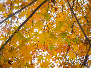 Charming scene of yellow maple leaves with sunlight on blurred background and copy space
