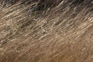 dry grass