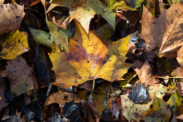 autumn leaves background