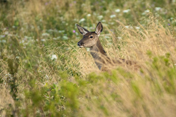 Red deer (Cervus elaphus) on the meadow. Bieszczady Mountains. Poland
