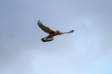 osprey in flight