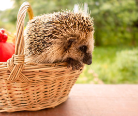 Cute wild hedgehog in the basket. Autumn concept.