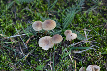 mushroom in grass