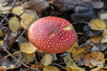 mushroom in the forest