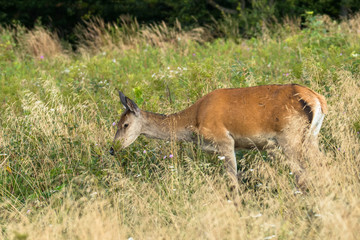 Red deer (Cervus elaphus) on the meadow. Bieszczady Mountains. Poland
