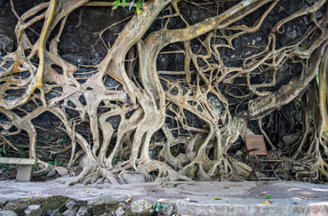 Large roots sticking out of the ground, tree root texture, natural background or outdoor concept
