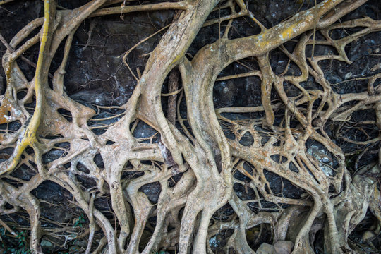 Large roots sticking out of the ground, tree root texture, natural background or outdoor concept