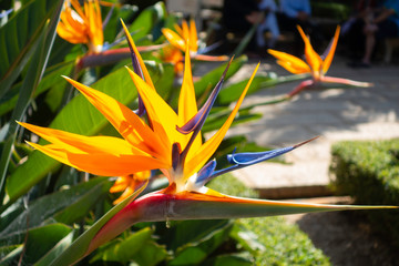 Colorful flower Bird of paradise (Strelitzia Reginae) blossom in botanic garden. Vietnam.