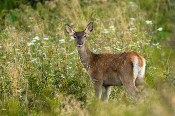 Naklejka na ściany i meble Red deer (Cervus elaphus) on the meadow. Bieszczady Mountains. Poland