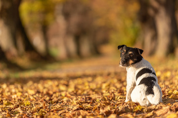 Tricolor Jack Russell Terrier  is sitting in the autumn forest and shows his back.
