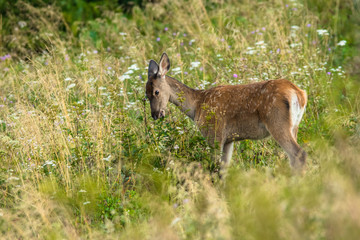 Red deer (Cervus elaphus) on the meadow. Bieszczady Mountains. Poland