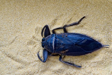 Giant Water Bug in plain sand. This one is carrying several eggs on its back. Belostomatidae is considered dangerous as it can deliver a very painful bite and is a voracious predator.