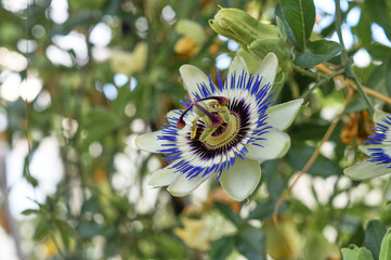 Flower of a blue passionflower in the green house; Passiflora caerulea