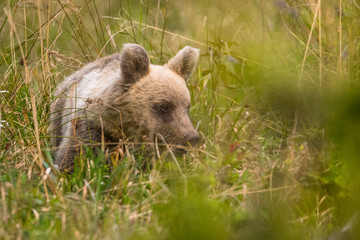 Obraz na płótnie Canvas Brown bear (Ursus arctos) on the meadow. Bieszczady Mountains. Poland