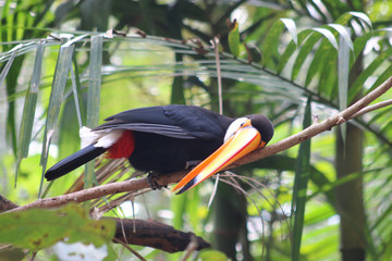 Portrait Tucan posing on the tree