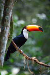 Obraz premium Portrait Tucan posing on the tree