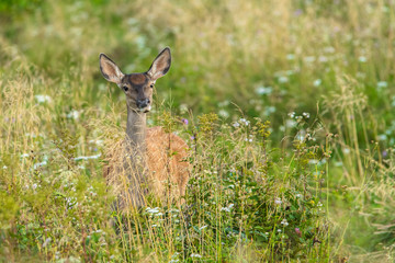 Red deer (Cervus elaphus) on the meadow. Bieszczady Mountains. Poland