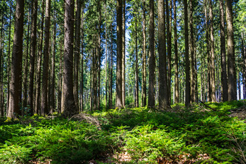 Germany, Big tree trunks behind young green seedling trees of fir trees in thicket of black forest...
