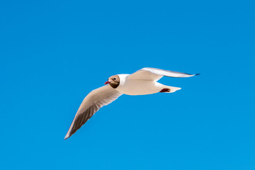Seagull flying with blue sky in the background