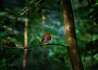 Rotkehlchen auf einem Ast