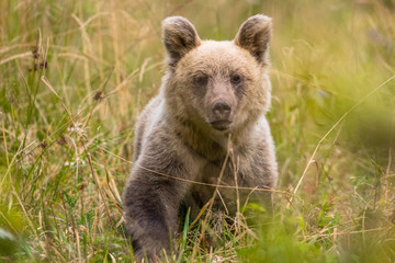 Fototapeta premium Brown bear (Ursus arctos) on the meadow. Bieszczady Mountains. Poland