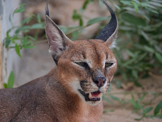 Caracal wild cat held in captivity