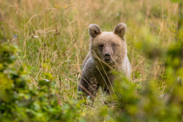Obraz premium Brown bear (Ursus arctos) on the meadow. Bieszczady Mountains. Poland