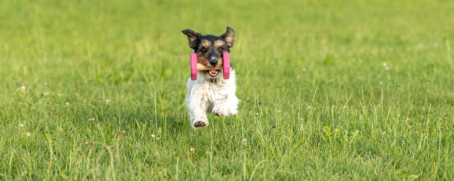 Tricolor cute small Jack Russell Terrier dog is holding a dumbbells in the catch outdoor. Doggz is runnig across a green meadow