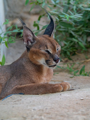 Caracal wild cat held in captivity