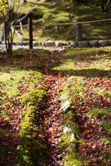 秋の紅葉（モミジ）が落ちた地面