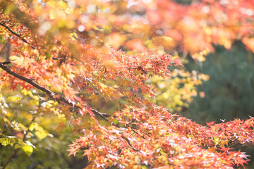日本から撮影された背景がぼやけた青空と秋の紅葉。