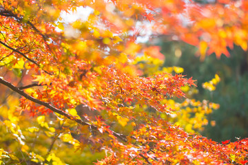 日本から撮影された背景がぼやけた青空と秋の紅葉。