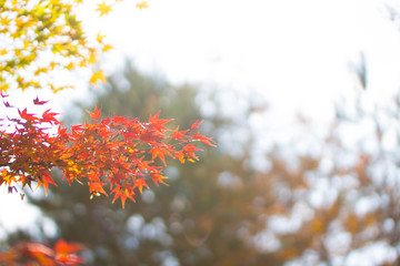 Fototapeta na wymiar 日本から撮影された背景がぼやけた青空と秋の紅葉。