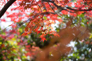 日本から撮影された背景がぼやけた青空と秋の紅葉。