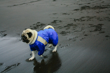 Pug in blue overalls on the beach with dark sand in cloudy weather © Lena