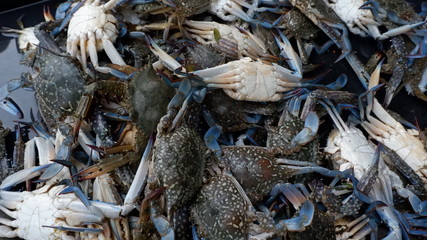 fresh crabs on ice